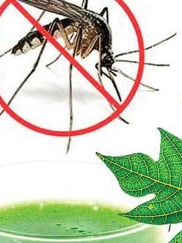 Enhance Dengue Recovery with 5 Ayurvedic Ingredients and Remedies.
